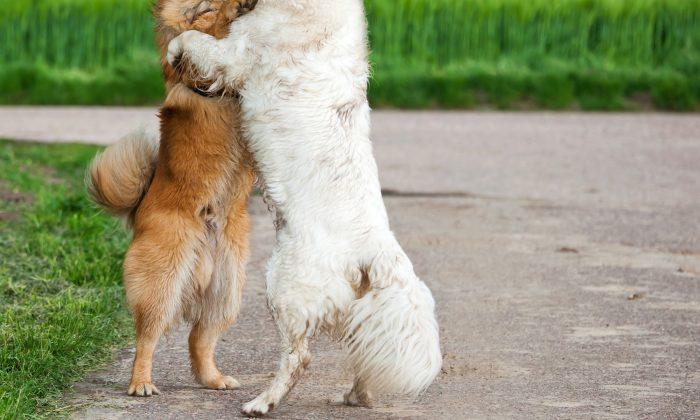 Viral Photo of 2 Dogs Hugging at Kill Shelter Reveals a Heartbreaking Truth
