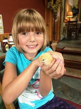 Baby chickens hatched in the summer become next year's egg-laying hens. (Sherry Hull)
