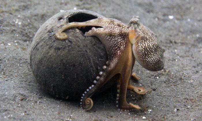 Stranded Octopus Thanks Woman for Saving Its Life Before Heading Back to Sea