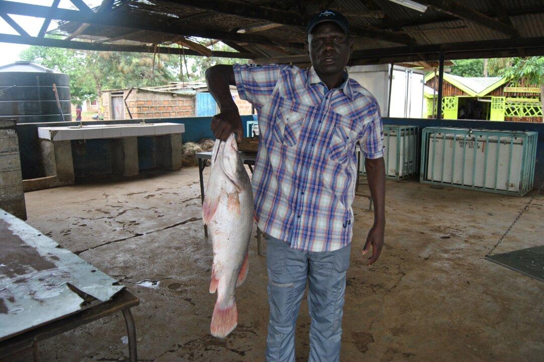 Chinese Demand for Nile Perch Maw Threatens to Wipe Out Species in East Africa