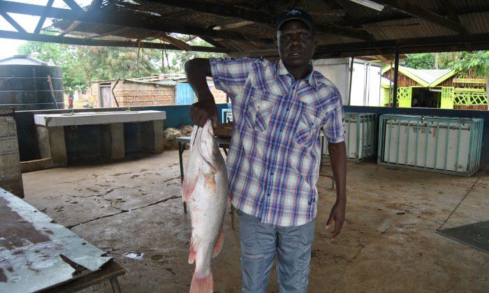Chinese Demand for Nile Perch Maw Threatens to Wipe Out Species in East Africa