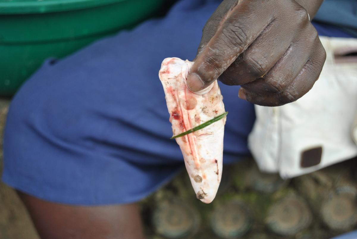 Eunice Akinyi shows a swim bladder that she has just gutted from a smaller Nile perch at Dunga beach on June 11, 2019.