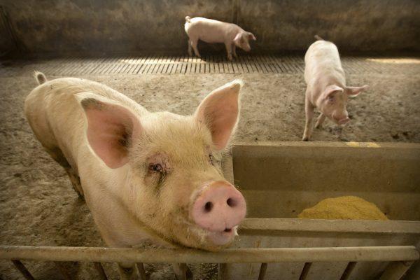 Pigs stand in a barn at a pig farm in Jiangjiaqiao village in northern China's Hebei Province on May 8, 2019. The Chinese regime banned pork imports from a third Canadian company, citing concerns with ractopamine. (Mark Schiefelbein/AP)