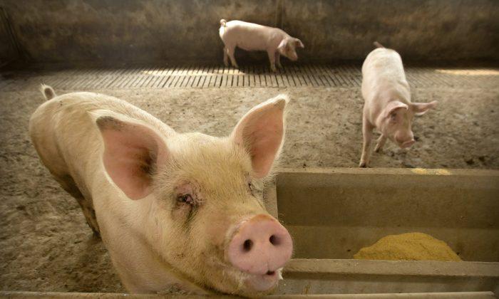 China Suspends Imports From Third Canadian Pork Company