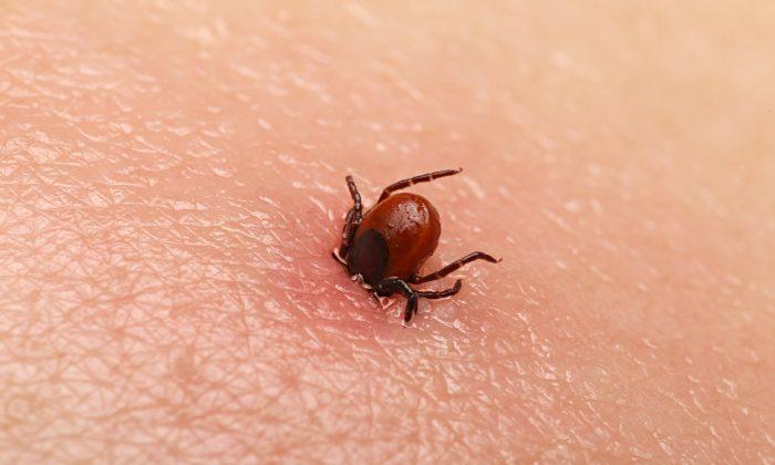 Parents Warn About Dangers of Ticks After Deadly Illness Kills Their Child