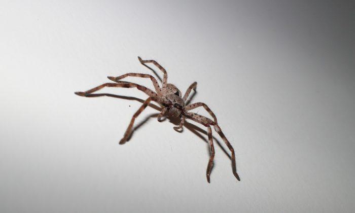 Australian Woman Discovers Giant Spider the Size of a Plate