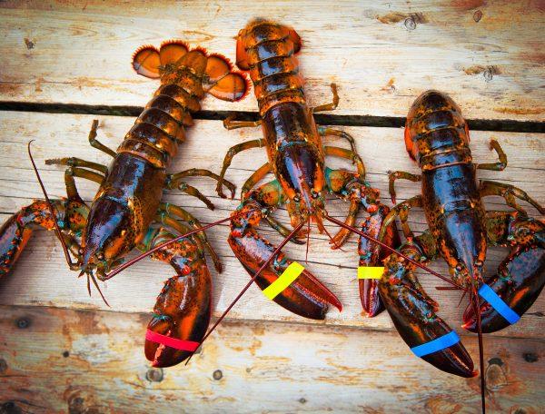 Fresh Maine lobsters. (Courtesy of Acadia Chicago)