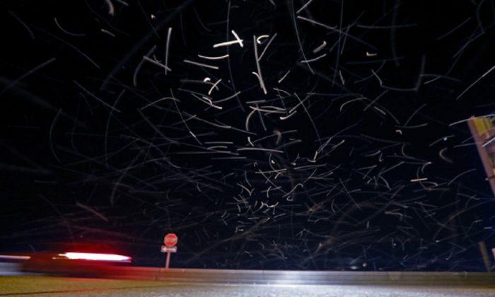 The Swarm: Billions of Skeeter Lookalikes Plague New Orleans
