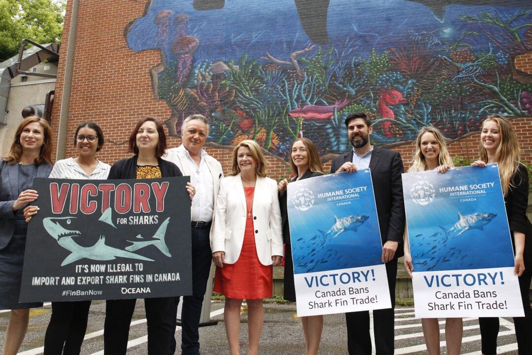 Inhumane Practice of Carving Fins Off Live Sharks to Become Illegal in Canada