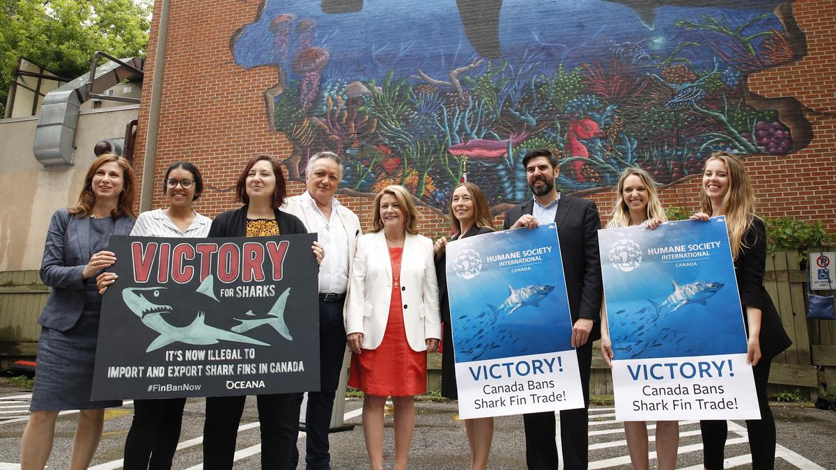 Inhumane Practice of Carving Fins Off Live Sharks to Become Illegal in Canada