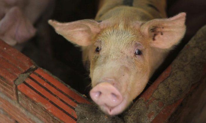 Asian Nations Scramble to Contain Pig Disease Outbreaks That Spread From China