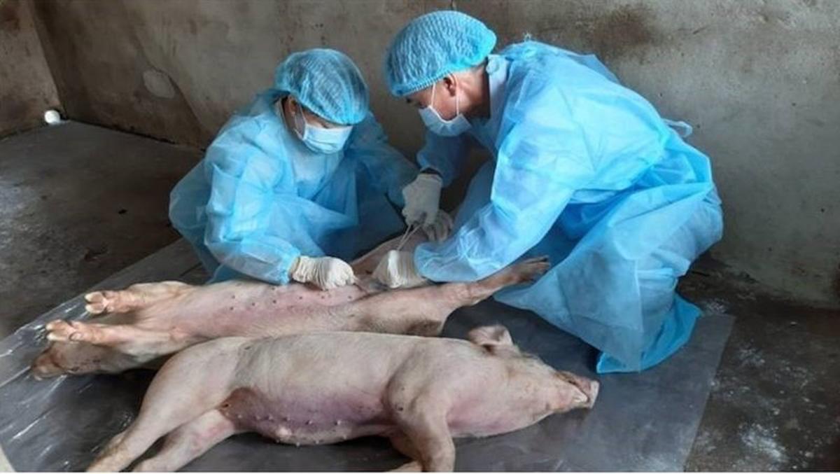 Animal health workers take samples from dead pigs in Duc Hoa district, Long An province, Vietnam on June 16, 2019. (Tran Thanh Binh/Vietnam News Agency via AP)