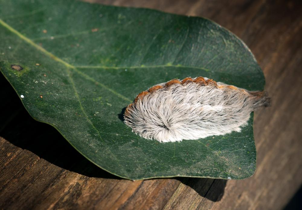 ©Shutterstock | <a href="https://www.shutterstock.com/image-photo/caterpillar-southern-flannel-moth-on-oak-511392844?studio=1">IrinaK</a>