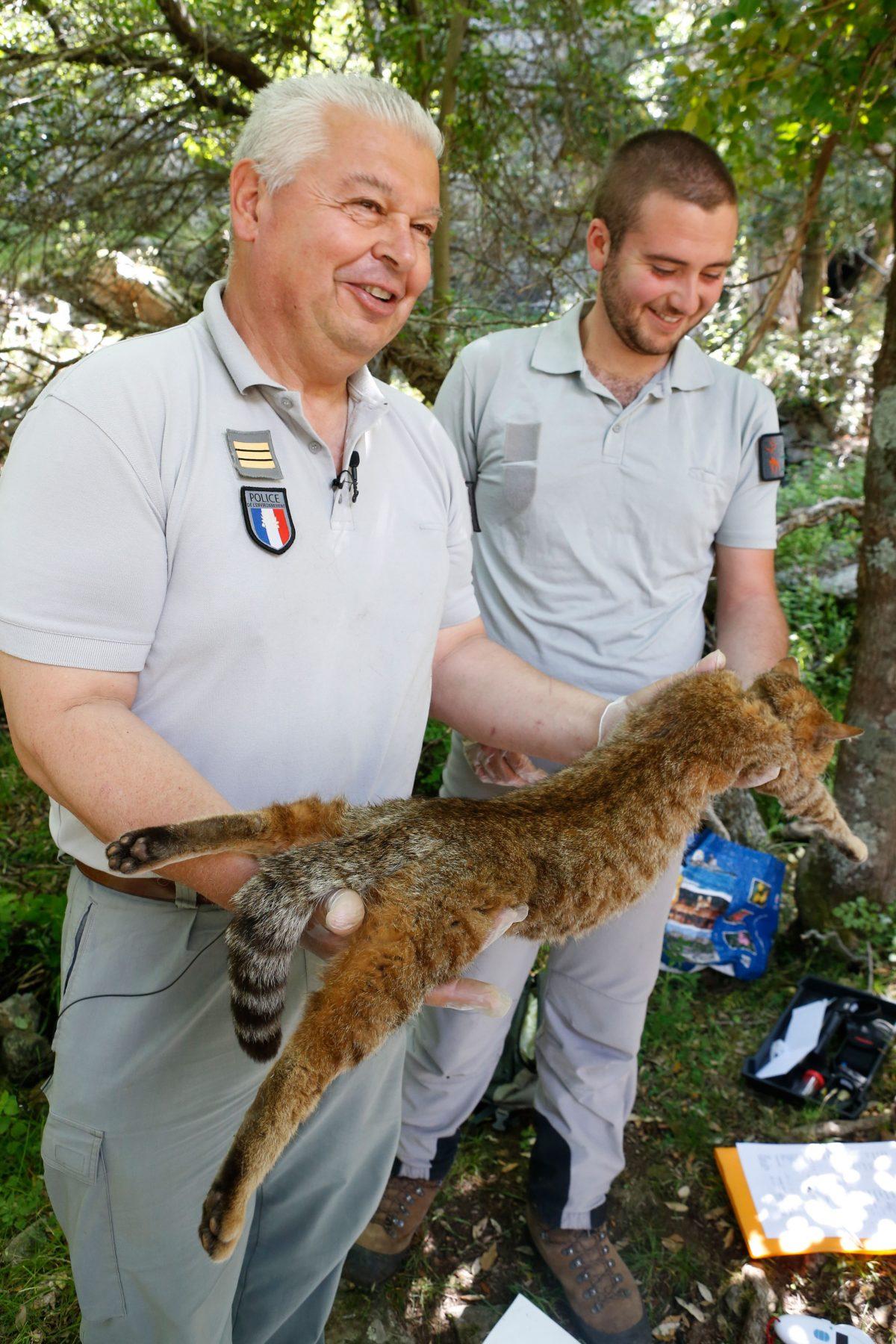 Employees with the National Office for Hunting and Wildlife measure a "ghjattu-volpe," or cat-fox, in Asco on the French Mediterranean island of Corsica on June 12, 2019. (Pascal Pochard-Casabianca/AFP/Getty Images)