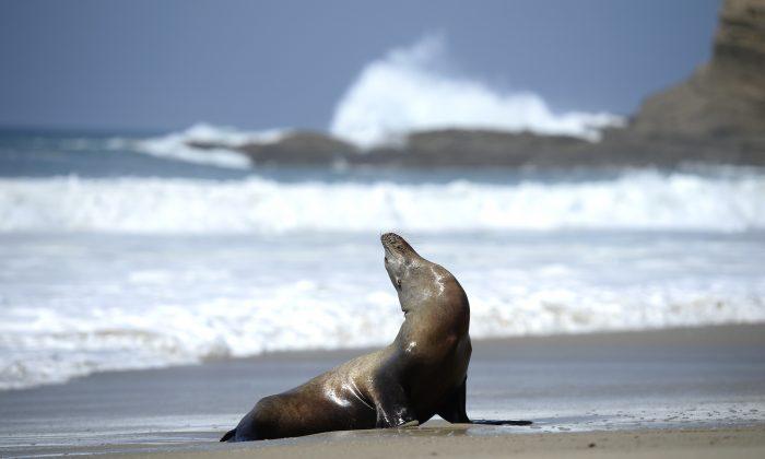 Sea Lion Lunges out of Surf to Bite Teenage Girl on California Beach