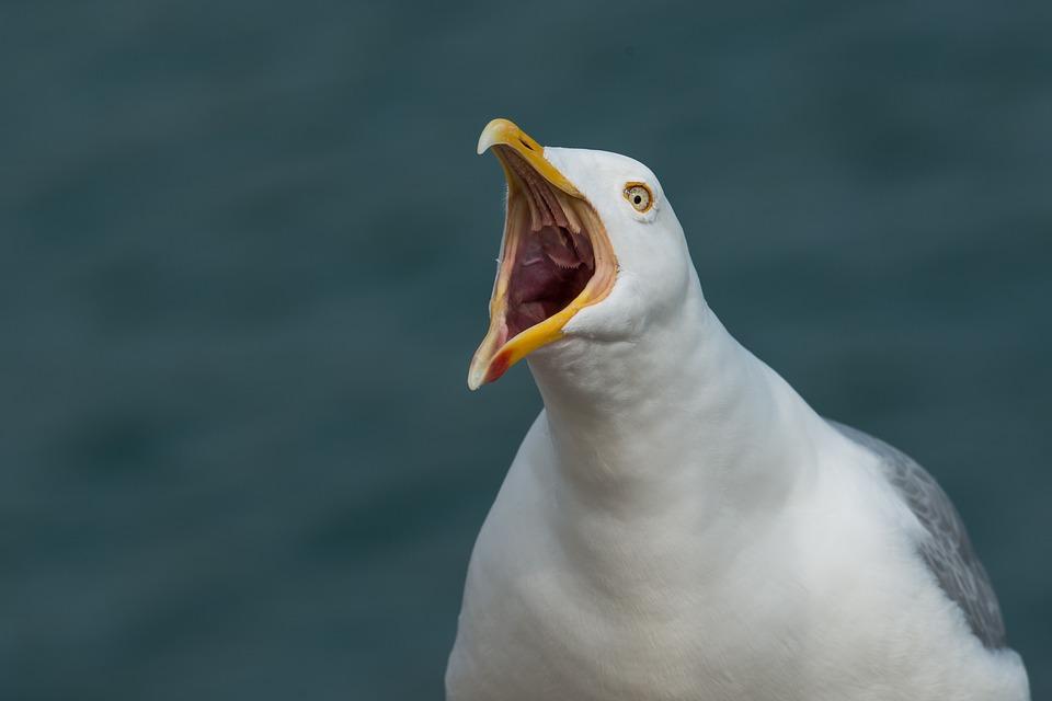Stock image of a seagull. (Wolfgang_vogt/Pixabay)