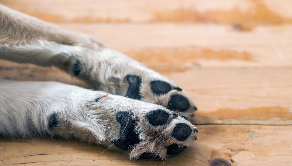 Dog Bitten in Eye by Rattlesnake Racks Up $6,000 Vet Fee–Then Netizens Pitch In to Help Owner