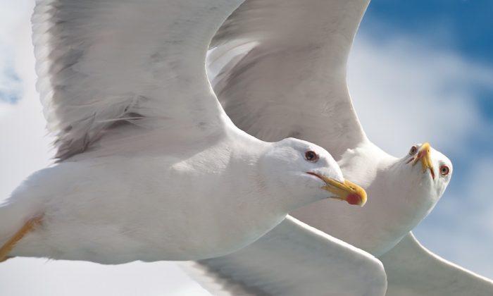 Elderly Couple Held Hostage by Seagulls for a Week, Man Ends up in Hospital