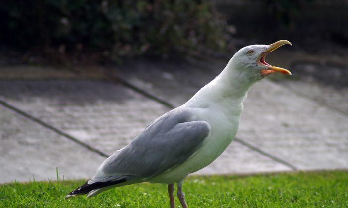 Bright Orange Bird Turns Out to Be Seagull Covered in Curry