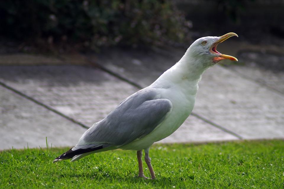 Stock image of a sea gull. (L0nd0ner/Pixabay)