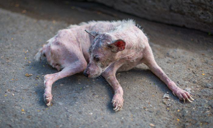 Starved Dying Dog Is Ignored by All, but a Lady Shows Up and His Fate’s Changed