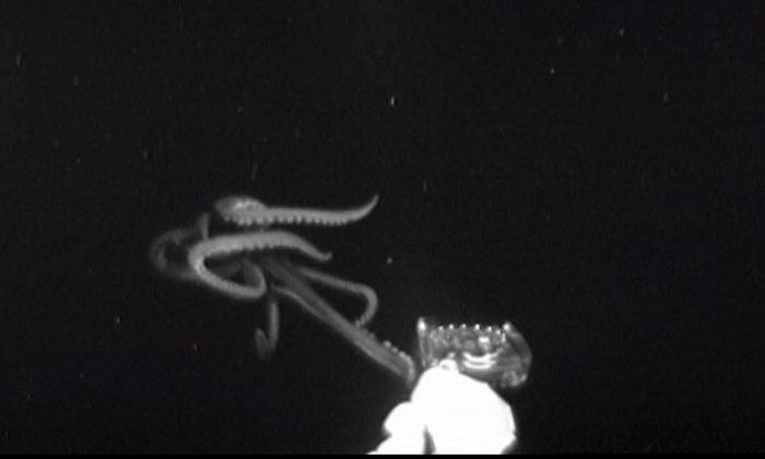 Giant Squid Captured on Camera for the First Time in the US