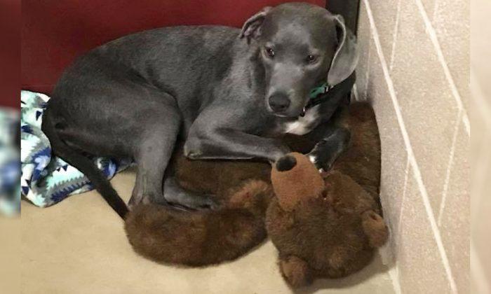 Heartbroken Puppy Clings to Giant Teddy Bear When Family Abandons Her Within Few Months