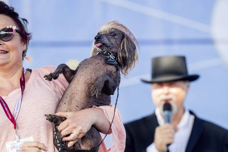 Himisaboo, who also goes by Trump Dog, competes in the World's Ugliest Dog Contest at the Sonoma-Marin Fair in Petaluma, Calif., on June 21, 2019. (Noah Berger/AP Photo)