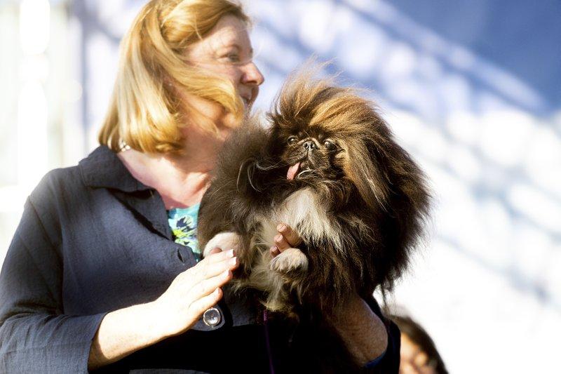 Wild Thang, a 3-year-old Pekingese, competes in the World's Ugliest Dog Contest with owner Ann Lewis at the Sonoma-Marin Fair in Petaluma, Calif., on June 21, 2019. (Noah Berger/AP Photo)