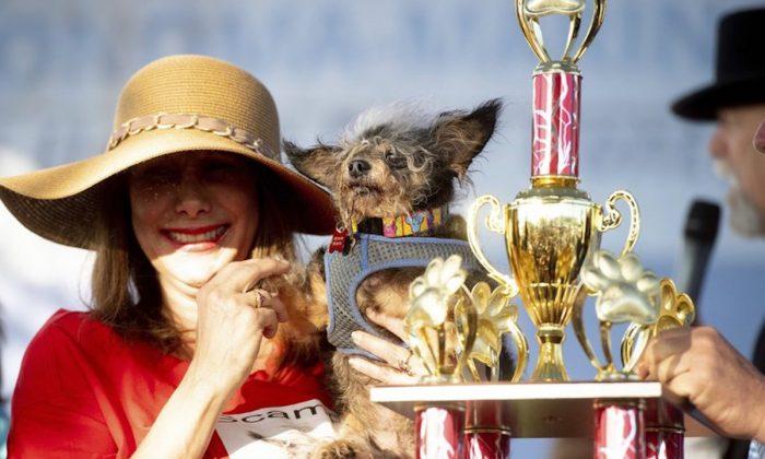 Scamp the Tramp wins World’s Ugliest Dog Contest
