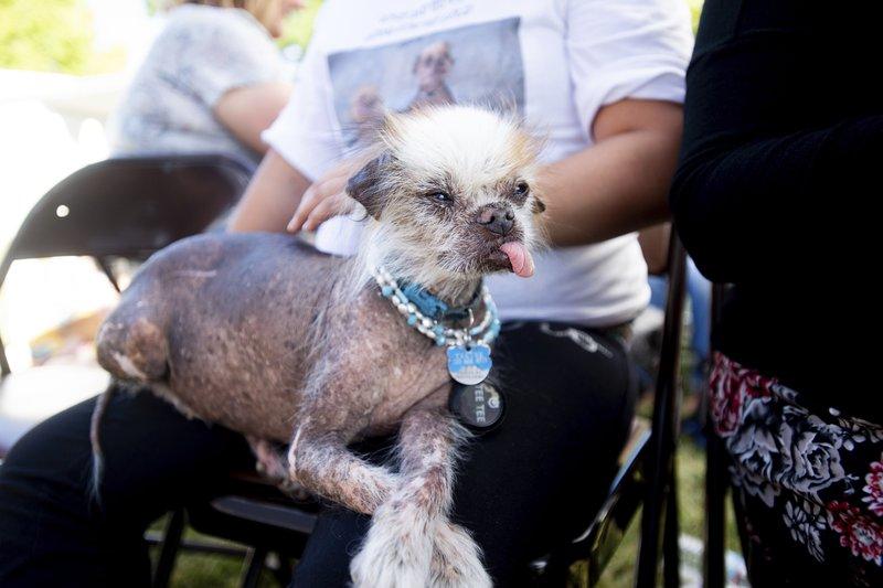 Tee Tee prepares to compete in the World's Ugliest Dog Contest at the Sonoma-Marin Fair in Petaluma, Calif., on June 21, 2019. (Noah Berger/AP Photo)