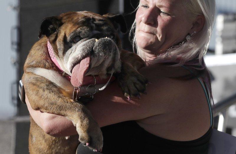 Zsa Zsa, an English bulldog, is carried by owner Megan Brainard during the World's Ugliest Dog Contest at the Sonoma-Marin Fair in Petaluma, Calif., on June 23, 2018. (Jeff Chiu/AP Photo)