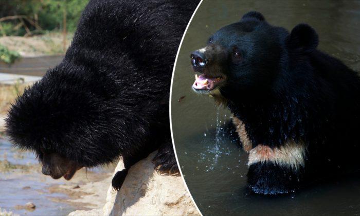 Man Claims the Puppy He Adopted Two Years Ago Grew Into a Bear