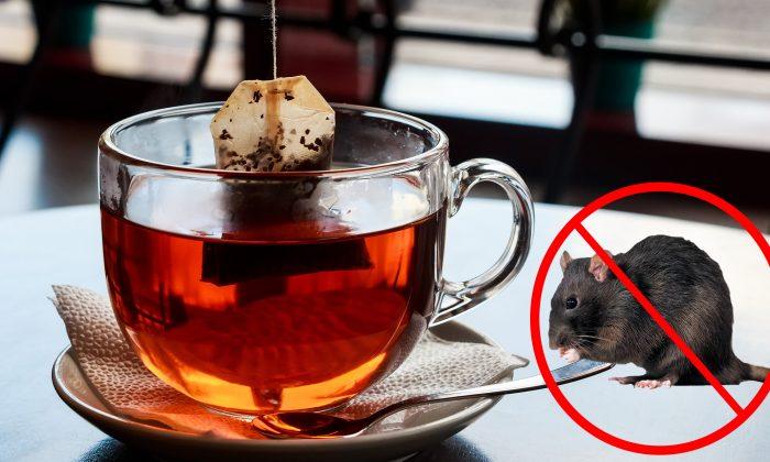 Keep Spiders and Mice Out of Your House, All You Need Is One Tea Bag