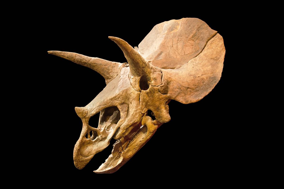 Illustration - Shutterstock | <a href="https://www.shutterstock.com/image-photo/dinosaur-skeleton-triceratops-fossil-skull-over-1114013525?studio=1">David Herraez Calzada</a>