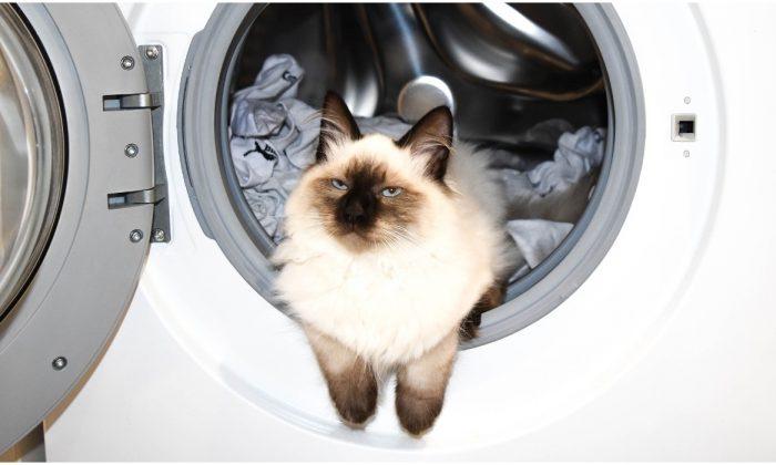 Cat Survives Wash, Rinse, and Spin in Family Washing Machine