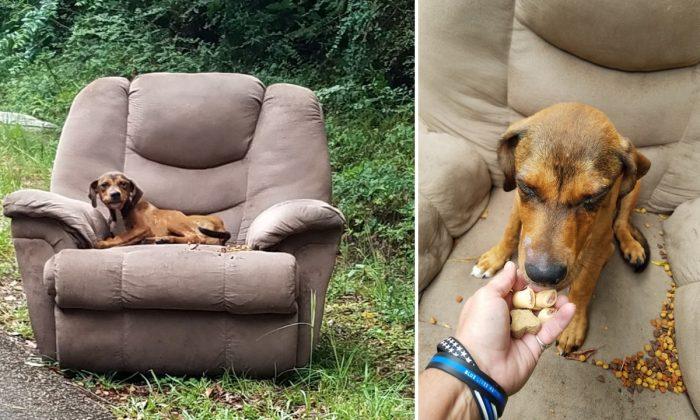 Puppy Found Abandoned on Roadside Armchair