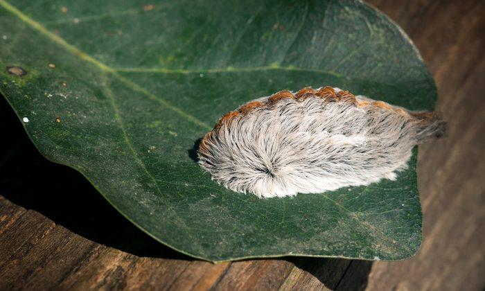 If You See This ‘Furry’ Creature, Do Not Touch: It Can Cause More Pain Than a Bee Sting