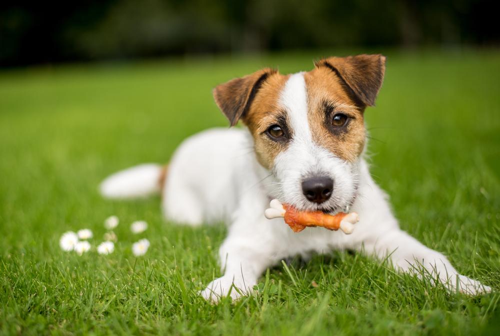 There's a perfect bone hiding in the nose and forehead (Illustration - Shutterstock | <a href="https://www.shutterstock.com/image-photo/jack-russell-puppy-lying-on-grass-708034369?studio=1">Sergei Krasii</a>)