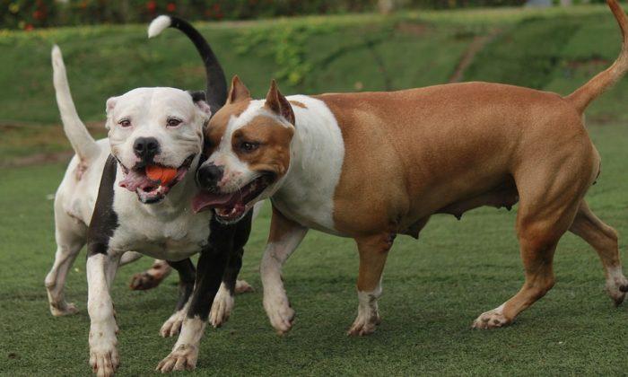 4 Pit Bulls ‘Running Wild’ Attack Woman and Dog During Walk, Owner Faces Multiple Fines