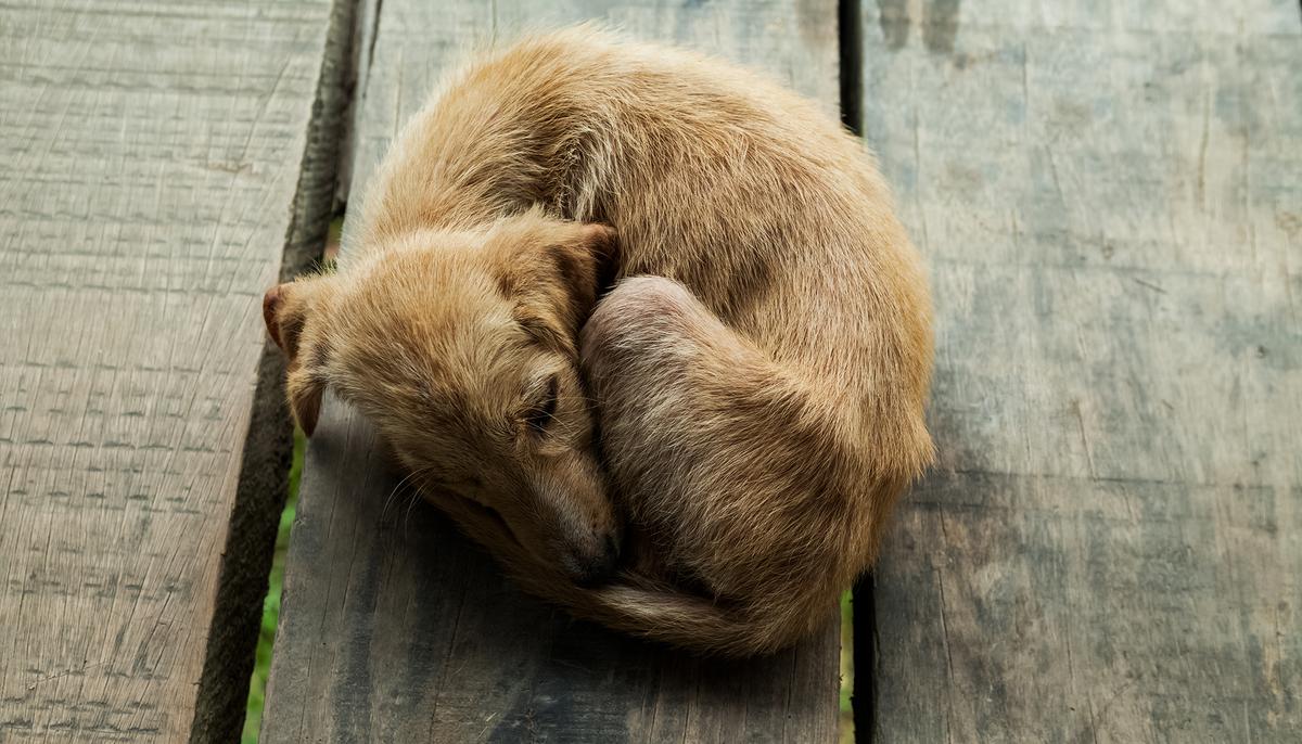 Video Shows Woman Dragging a Bleeding Dog From Her Scooter, She Just Laughs It Off