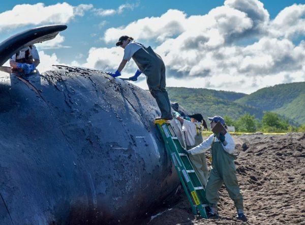 A North Atlantic right whale found dead in the Gulf of St. Lawrence has been brought to shore on western Cape Breton for a necropsy on June 24, 2019 (HO, DFO/Fisheries and Oceans Canada/The Canadian Press)