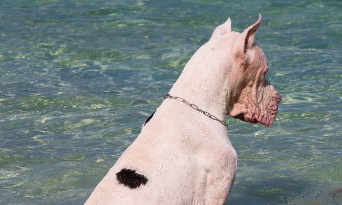 Owner Tells Great Dane ‘You Can’t Swim With Your Jacket On’ - His Tantrum Is Hilarious