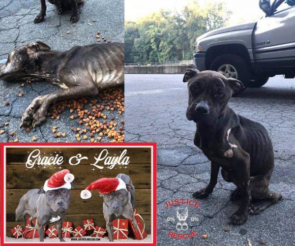 Photo courtesy of <a href="https://www.facebook.com/JusticeRescue/" target="_blank" rel="noopener">Justice Rescue</a>