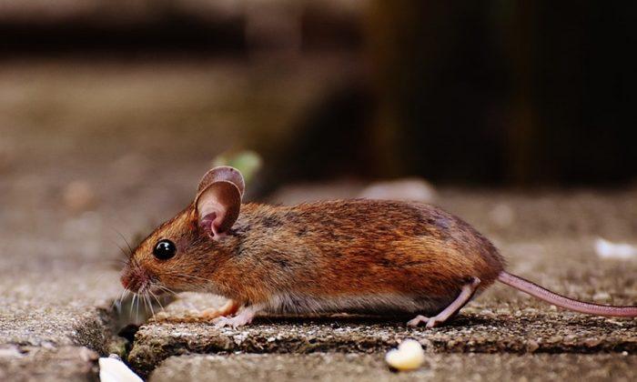Woman Dies Due to Virus from Rodent Droppings, Officials Urge Vigilance