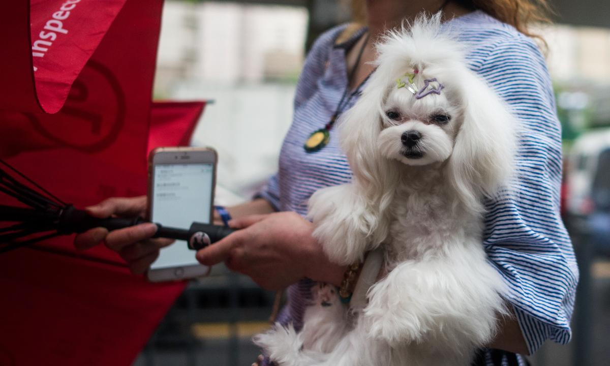 Owners Fashion Custom Raincoats for Their Dogs to Walk in the Rain