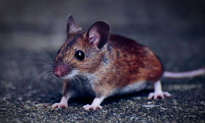 NSW Govt Brings Back Strongest Rodent Pesticide to Combat Mouse Plague