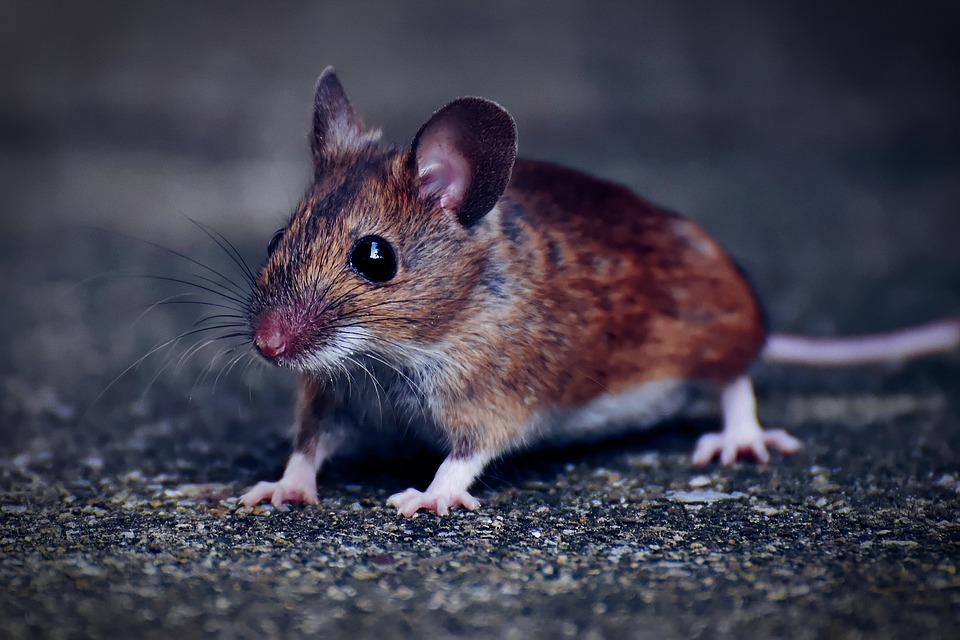 Stock image of a mouse. (Alexas_Fotos/Pixabay)