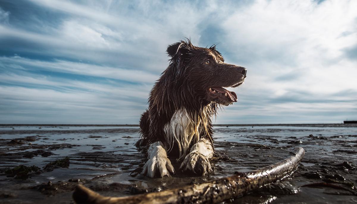 Everyone Ignored Paralyzed Dog Dragging on Beach, Then Model Saw Its Extreme Condition