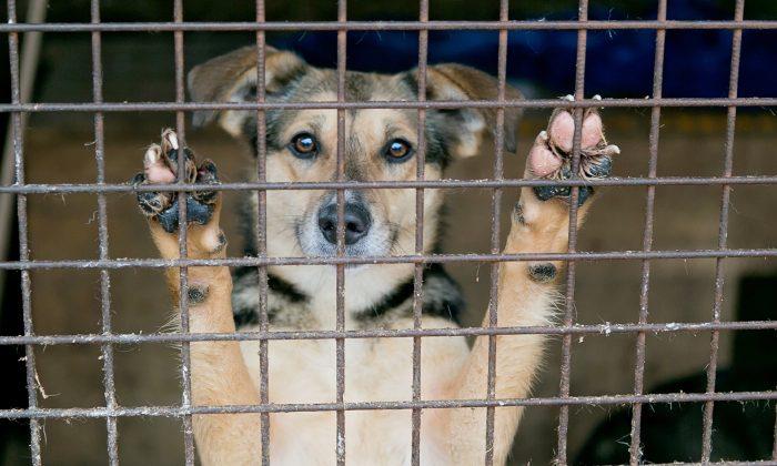 Scared Dogs Left Caged on Sidewalk With Trash After Owner Gets Evicted From House